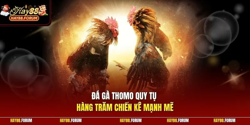 Đá gà Thomo quy tụ hàng trăm chiến kê mạnh mẽ